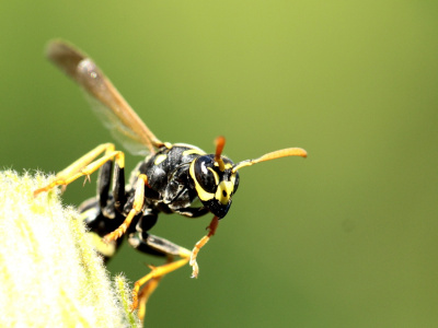 groźne spojrzenie