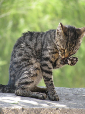 Oliver Twist