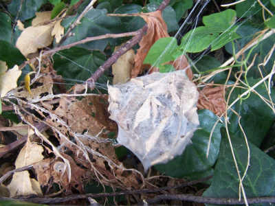 Spider nest