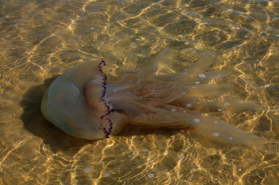 fluidité
