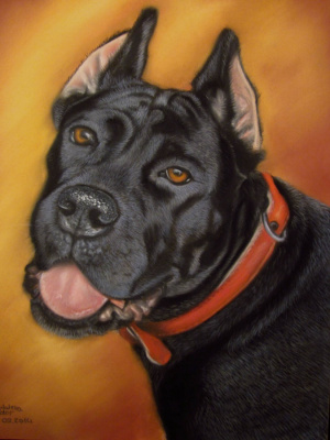 Romina,cane corso
