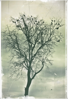 shelter*