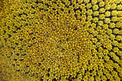 to nie van Gogh...