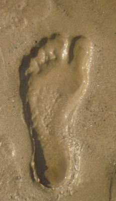 Plaża gwiazd