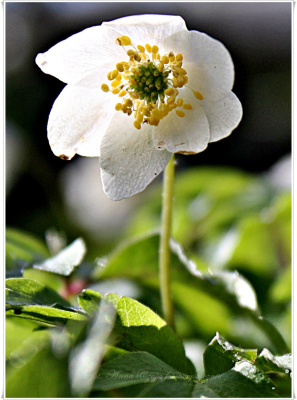 Z jak zawilec po raz enty