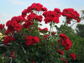 Czerwone róże  działkowe, ogródkowe - fotografia numer Piętnaście.