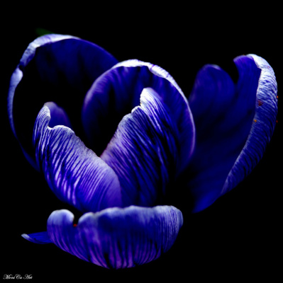 Krokus