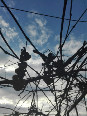 winorogro