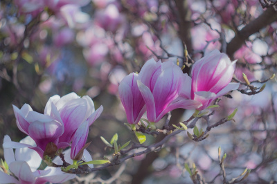 czas magnolii