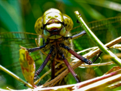 wazka