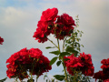 Czerwone róże  działkowe, ogródkowe - fotografia numer osiemnaście...