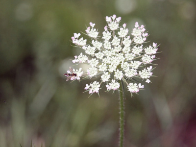 Natura