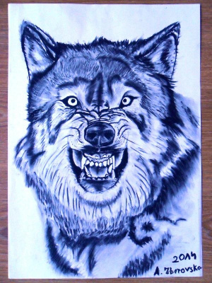 wilk