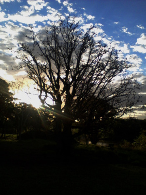 Tree of Cloud