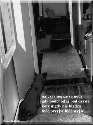 Ciekawy gość