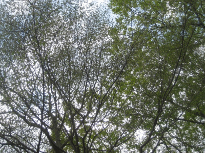 trees and leaves