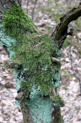zamszony
