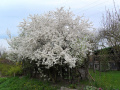 Kwitnące drzewo świeżością bieli letniej.