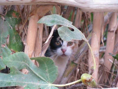 Andaluzyjski kot