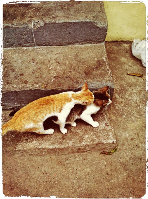 My friends.