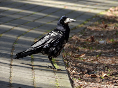 Odmieniec