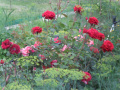 Czerwone róże  działkowe, ogródkowe - fotografia numer Cztery.