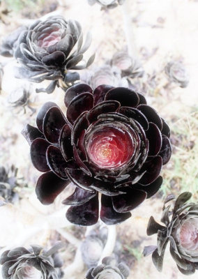 Desert Rose