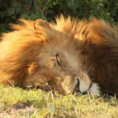Sleeping Beauty