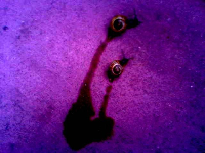 snails' heart.