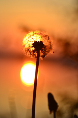 Dandelion