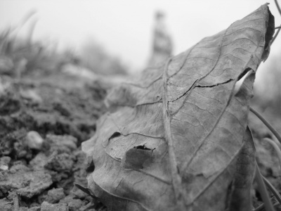 Fall