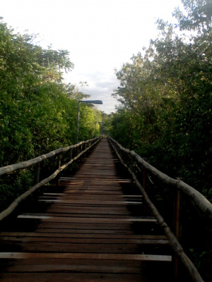 Wood Brigde