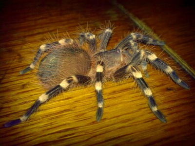 arachnofobia ?