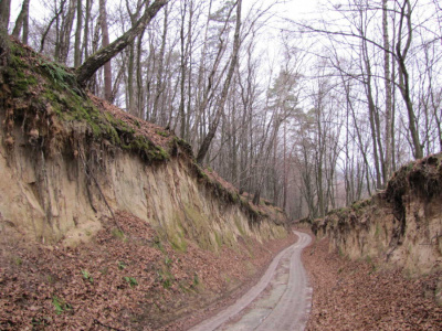 głębocznica