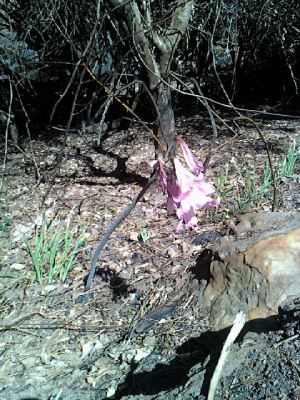 Flower after a fire