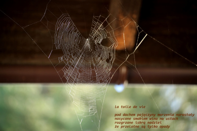 la toile de vie - sieć życia