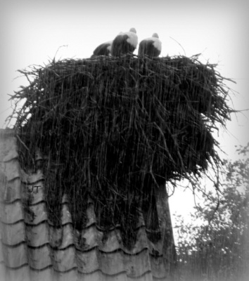 ulewa