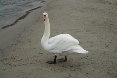 Łabądek