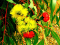 kwiat eukaliptusa