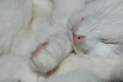 Mimi
