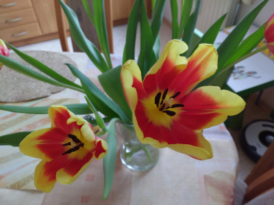 Tulipan