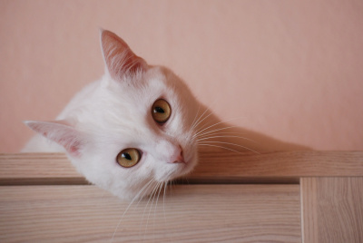 Mimi