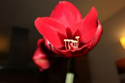 Amarilis