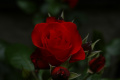 Róża z ogrodu mojej mamy :)