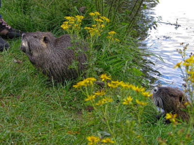 nutrie