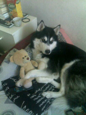 Ktoś mi ukradł misia:)