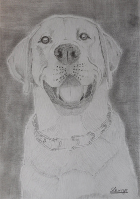 labrador