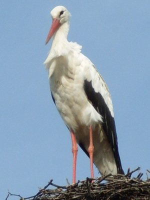 bociek