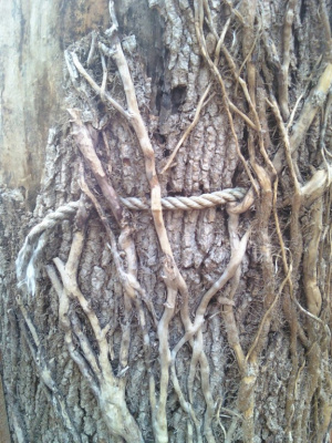 Tree Bondage