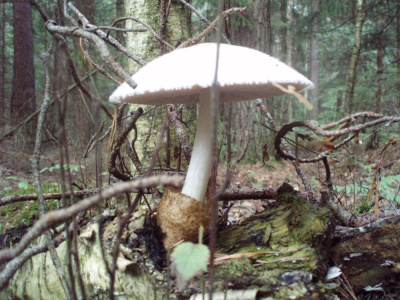 Toadstool